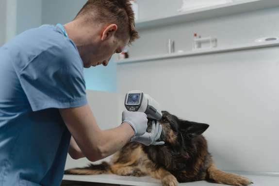 Photo de vétérinaire soignant un chien. Le vétérniaire est rattaché à la caisse vieillesse de la CARPV.